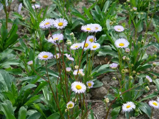 灯盏细辛(灯盏花)-万荀网