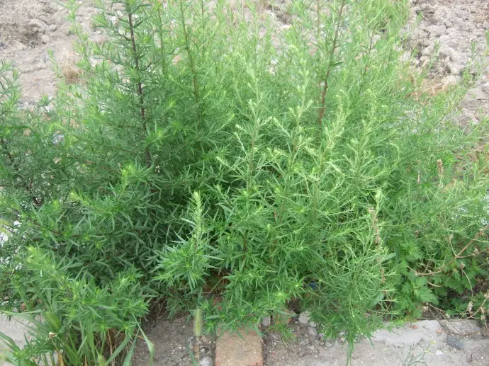 图片[1]-茵陈提取物-万荀网