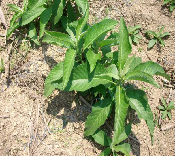 艾片（左旋龙脑）-万荀网