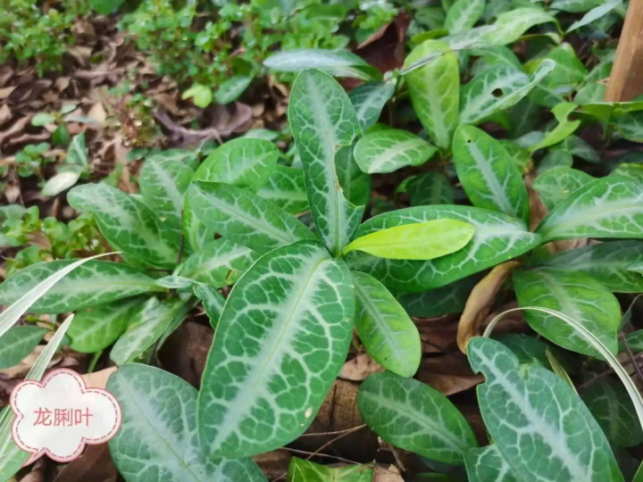 龙脷叶-万荀网