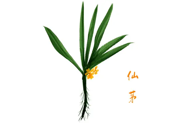 仙茅-万荀网
