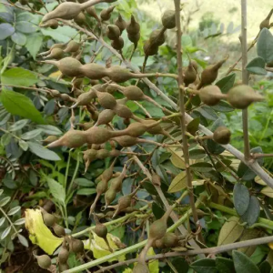 清热解毒,消肿利咽,火毒蕴结,乳蛾喉痹,咽喉肿痛,齿龈肿痛,口舌生疮