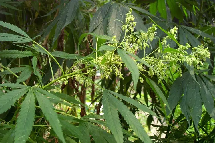 火麻仁-万荀网