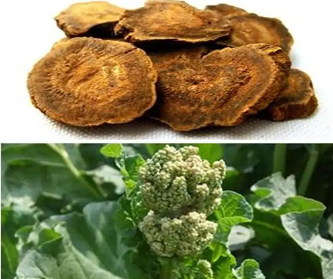 大黄浸膏-万荀网