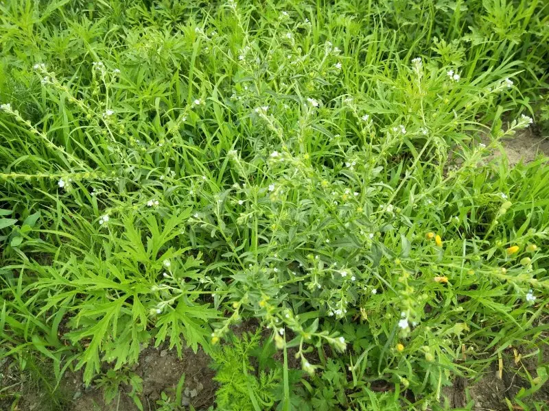 鹤虱-万荀网