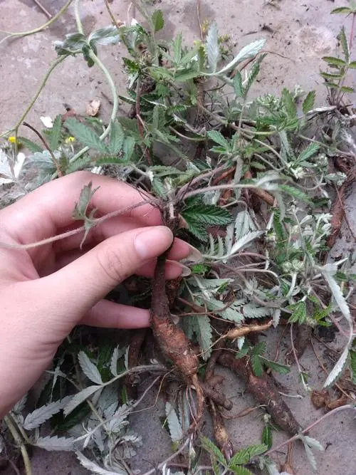 翻白草-万荀网