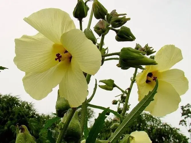 黄蜀葵花-万荀网