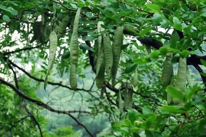 猪牙皂-万荀网