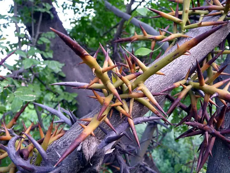 皂角刺-万荀网