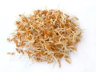 谷芽-万荀网
