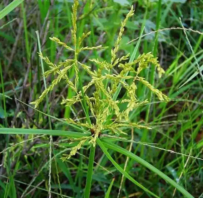 香附-万荀网