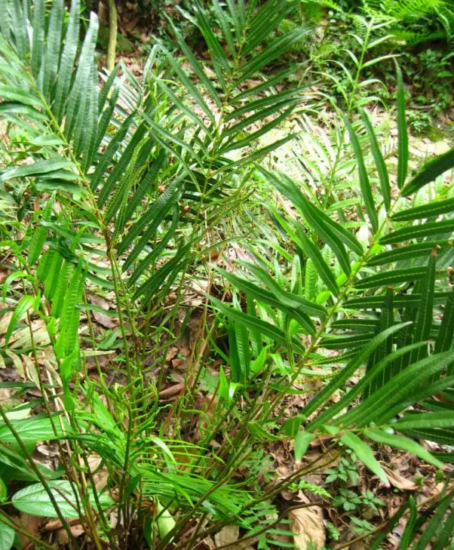 紫萁贯众-万荀网