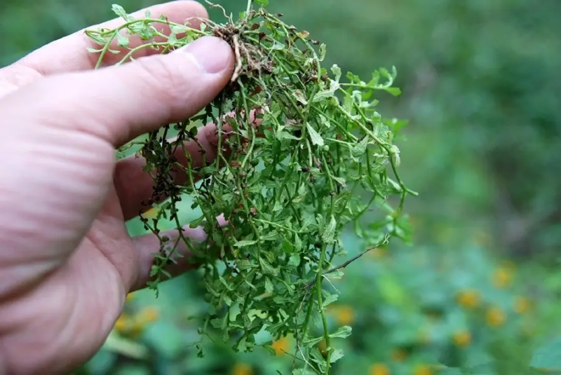鹅不食草-万荀网