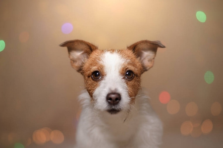 电商外贸商城平台搭建推荐的网站程序-万荀网